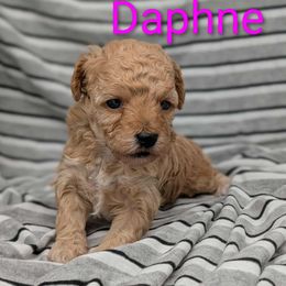 Daphne - Apricot female Cavapoo puppy in Salem, New Jersey from Dreamy Night Doodles
