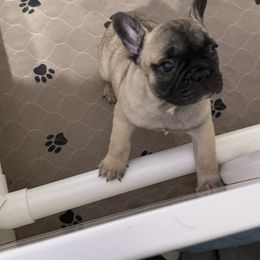 French Bulldog and Rottweiler Puppies from Von Darr Kennels