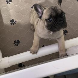 French Bulldog and Rottweiler Puppies from Von Darr Kennels