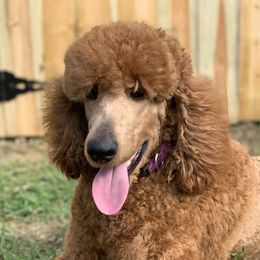 Halley - Poodle