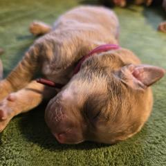 Maroon - Deadgrass Chesapeake Bay Retriever puppy in Winneconne, Wisconsin from Lone Willow Chesapeakes