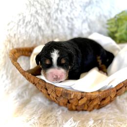 Tilly - Tri-color female Bernedoodle puppy in Bremen, Indiana from Farmland Doodles
