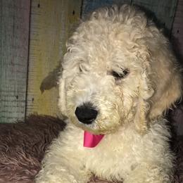 Goldendoodle Puppies from Zeusthemoosedoodles