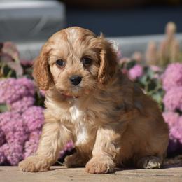 Carter - Red male Cavapoo puppy in Gap, Pennsylvania from Country View Puppies ( License 18816)