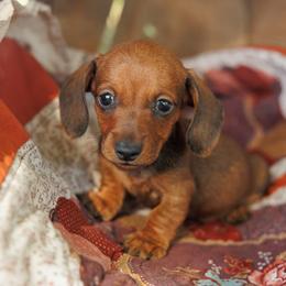 Sol - Red male Dachshund puppy in Auxvasse, Missouri from Above Par Kennels
