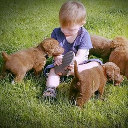 Chesapeake Bay Retriever Puppies from Twin Oak's Chesapeakes