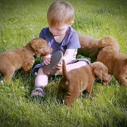 Chesapeake Bay Retriever Puppies from Twin Oak's Chesapeakes