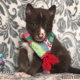 Pomsky Puppies from Kaelel Kennels