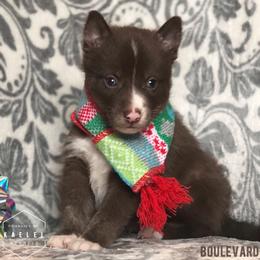 Pomsky Puppies from Kaelel Kennels