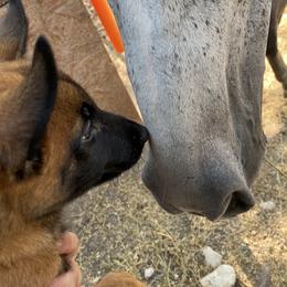 Belgian Malinois and German Shepherd Puppies from Madhouse’s Belgian Malinois and German Shepherds