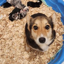 Eviee - Pembroke Welsh Corgi
