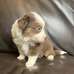 Anne's Red Tri Female 2 - Red tri female Miniature Australian Shepherd puppy in Taunton, Massachusetts from Checkered Flag Champions Mini Aussies