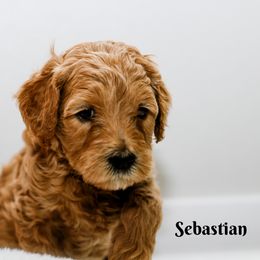 Goldendoodle Puppies from Alaya Rae doodles
