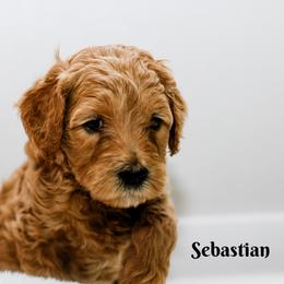 Goldendoodle Puppies from Alaya Rae doodles