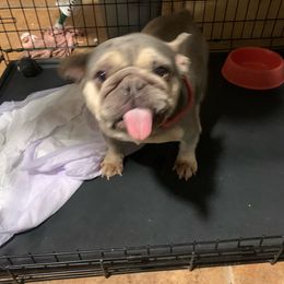 Precious - French Bulldog