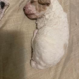 Poodle Puppies from Alpenglow Poodles