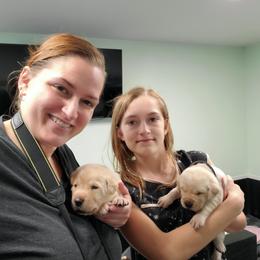 Labrador Retriever Puppies from Harrison's Lakeside Labradors