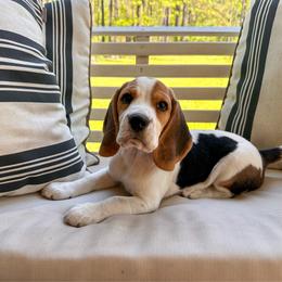 Baby Boy - Black tan and white male Beagle puppy in Monticello, Georgia from Beaglelove
