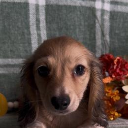 Jessie - Piebald male Dachshund puppy in Alice, Texas from Crimson’s longhair Dachshunds
