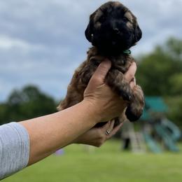 Soft Coated Wheaten Terrier Puppies from Warzalas wheatens