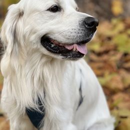 Golden Retriever All Grown Up from Pheasant Run Goldens