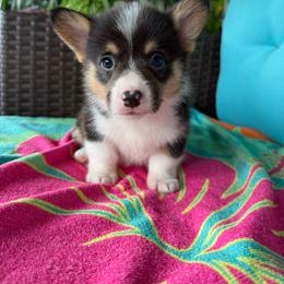 Trooper - Black and tan male Pembroke Welsh Corgi puppy in Purcell, Oklahoma from Lewis Aussie’s & Corgi’s