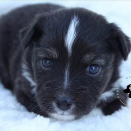 Mrs Peacock - Black tri female Toy Australian Shepherd puppy in Lowgap, North Carolina from Ramblin’ Rose Mini's