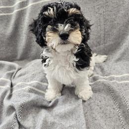 Alfie - Black male Havapoo puppy in Louisville, Kentucky from Derbyville Havapoos