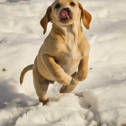Labrador Retriever Puppies from Cheri Lewitzke