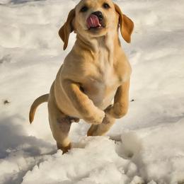 Labrador Retriever Puppies from Cheri Lewitzke