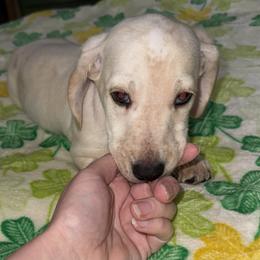 Snow - Piebald male Dachshund puppy in Topeka, Kansas from CJs Dachshunds