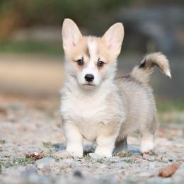 Cricket - Red male Pembroke Welsh Corgi puppy in Plains, Montana from Diamond Corgis