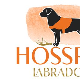 Labrador Retrievers from Hossrun Labradors