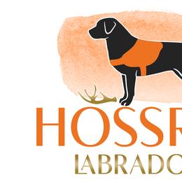 Labrador Retrievers from Hossrun Labradors