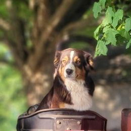 Australian Shepherds from Lockhart Farm