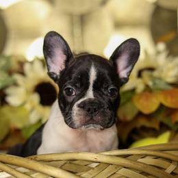 Elaine - Brindle and white female French Bulldog puppy in Twin Falls, Idaho from Whispering White Pines Labradors