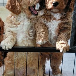 Assorted Doodle Crosses and Poodle Puppies from Center Hill Poodles and Doodles