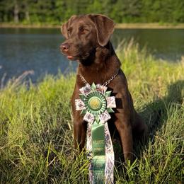 Sage - Labrador Retriever