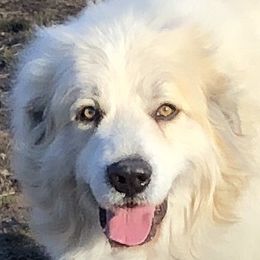 Nook - Great Pyrenees