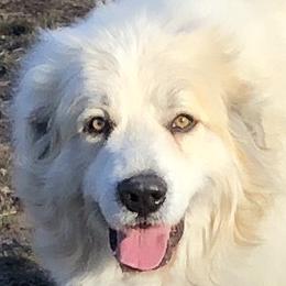 Nook - Great Pyrenees