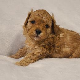 Poodle Puppies from Carolina Poodle Palace