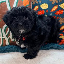 Sabrina - Black female Morkie puppy in Stockbridge, Georgia from Jenn’s Georgia Morkies and Biewer Terriers