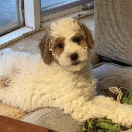 Versace - Parti female Goldendoodle puppy in Danville, Virginia from Stella’s Stunning Goldendoodles of VA