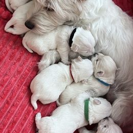 West Highland White Terrier Puppies from Treasure Valley Idaho Westies
