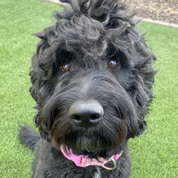 Piper - Goldendoodle