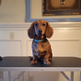 Dachshund puppies from Sunnyside Dachshunds