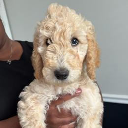 Sugar - Cream female Goldendoodle puppy in Simpsonville, South Carolina from D & D Golden Doodles, LLC