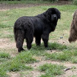 Newfoundland puppies from SugarPaws Newfoundlands