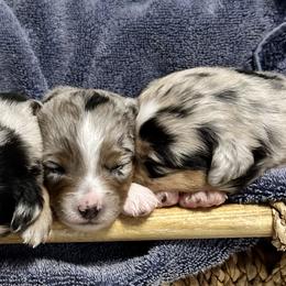Aussiedoodles, Miniature Australian Shepherds, and Toy Australian Shepherds from Forever Aussies and A Doodle