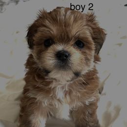Lhasa Apso Puppies from Tibetan Tails